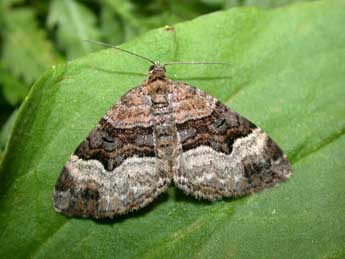 Xanthorhoe biriviata Bkh. adulte - �Philippe Mothiron