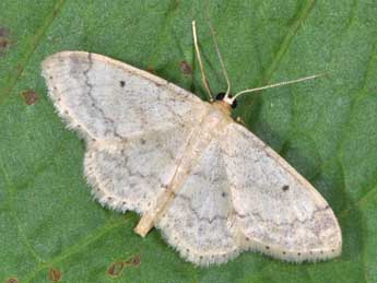 Idaea biselata Hfn. adulte - �Philippe Mothiron