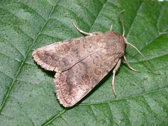 Hoplodrina blanda D. & S. adulte - �Philippe Mothiron