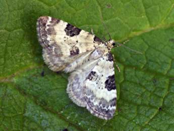 Perizoma blandiata D. & S. adulte - �Daniel Morel