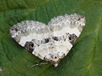 Perizoma blandiata D. & S. adulte - �Daniel Morel