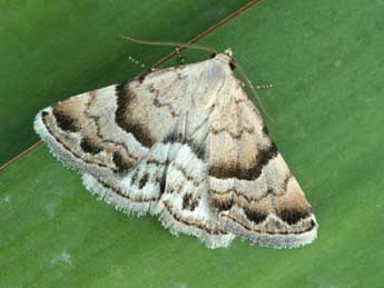 Odice blandula Rbr adulte - �Daniel Morel