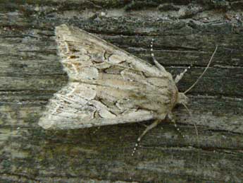 Lacanobia blenna Hb. adulte - �Olivier Pineau