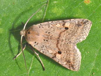 Leptologia blidaensis Stertz adulte - �Philippe Mothiron