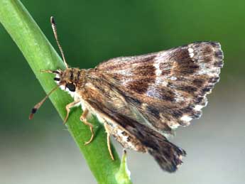 Muschampia baeticus Rbr adulte - �Daniel Morel