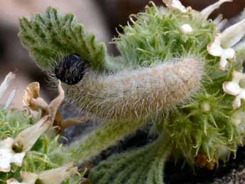  Chenille de Muschampia baeticus Rbr - �Daniel Morel