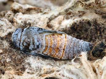  Chrysalide de Muschampia baeticus Rbr - �Daniel Morel