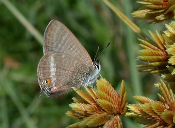 Lampides boeticus L. adulte - �Philippe Mothiron