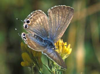 Lampides boeticus L. adulte - �Tristan Lafranchis