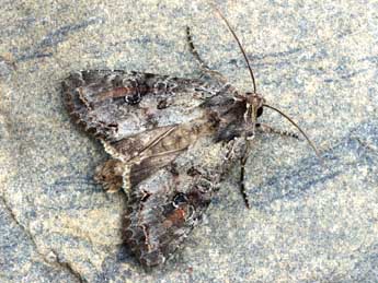 Polia bombycina Hfn. adulte - �Daniel Morel