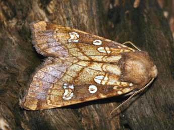 Gortyna borelii Pierret adulte - �Daniel Morel