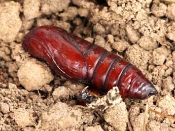  Chrysalide de Gortyna borelii Pierret - �Daniel Morel