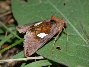 Autographa bractea D. & S. adulte - �Philippe Mothiron