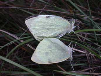 Pieris brassicae L. adulte - �Philippe Mothiron