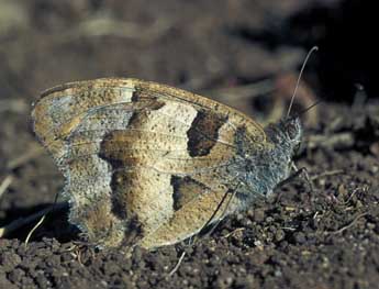 Chazara briseis L. adulte - �Tristan Lafranchis