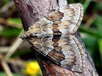 Thera britannica Turner adulte - �Daniel Morel