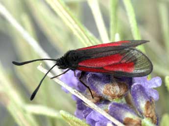 Zygaena brizae Esp. adulte - �Daniel Morel
