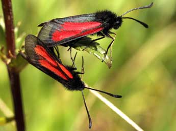 Zygaena brizae Esp. adulte - �Daniel Morel