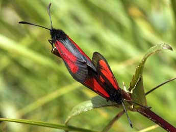 Zygaena brizae Esp. adulte - �Daniel Morel