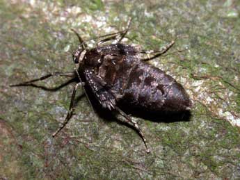 Operophtera brumata L. adulte - �Philippe Mothiron