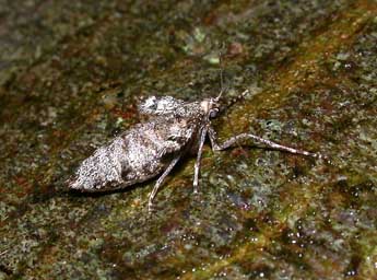 Operophtera brumata L. adulte - �Philippe Mothiron