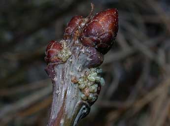  Oeuf de Operophtera brumata L. - �Philippe Mothiron