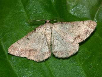 Selidosema brunnearia Vill. adulte - �Philippe Mothiron