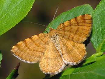 Macaria brunneata Thnbg adulte - �Fran�ois Spill