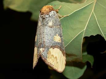 Phalera bucephaloides O. adulte - �Herv� Guyot