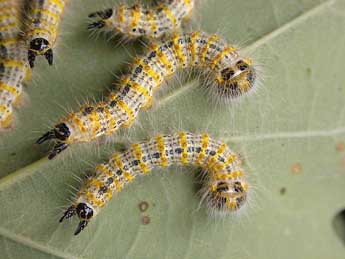  Chenille de Phalera bucephaloides O. - �Herv� Guyot