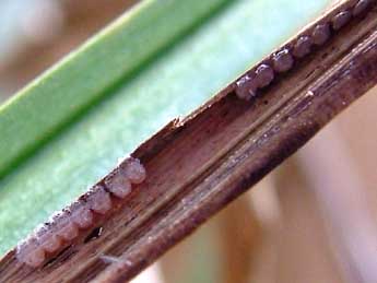  Oeuf de Sedina buettneri Hering - �J�r�my Lebrun