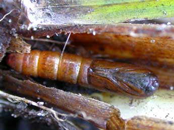  Chrysalide de Sedina buettneri Hering - �J�r�my Lebrun