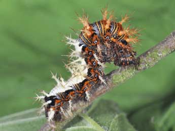  Chenille de Polygonia c-album L. - �Philippe Mothiron