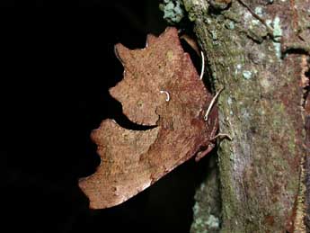 Polygonia c-album L. adulte - �Philippe Mothiron