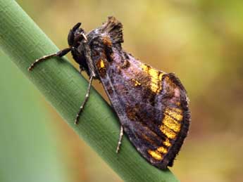 Lamprotes c-aureum Knoch adulte - �Daniel Morel