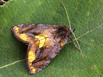 Lamprotes c-aureum Knoch adulte - �Daniel Morel