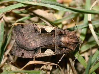 Xestia c-nigrum L. adulte - �Philippe Mothiron