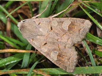 Ammoconia caecimacula D. & S. adulte - �Philippe Mothiron