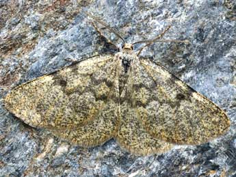 Elophos caelibaria Hdnr. adulte - �Daniel Morel