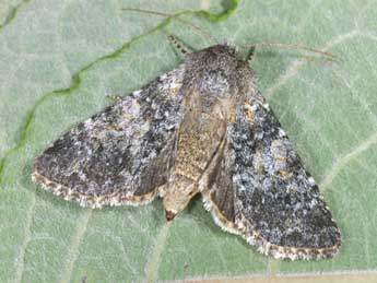 Hadena caesia D. & S. adulte - �Philippe Mothiron