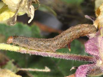  Chenille de Hadena caesia D. & S. - �Philippe Mothiron