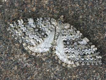 Entephria caesiata D. & S. adulte - �Daniel Morel