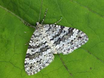 Entephria caesiata D. & S. adulte - �Daniel Morel