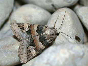 Drasteria cailino Lefebvre adulte - �Philippe Mothiron