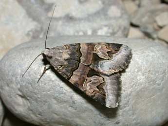 Drasteria cailino Lefebvre adulte - �Philippe Mothiron