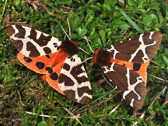 Arctia caja L. adulte - �Philippe Mothiron