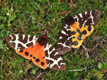 Arctia caja L. adulte - �Philippe Mothiron