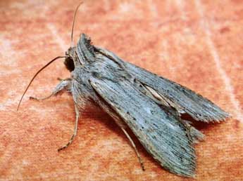 Cucullia calendulae Tr. adulte - �Philippe Geniez