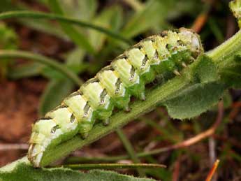  Chenille de Cucullia calendulae Tr. - �Daniel Morel