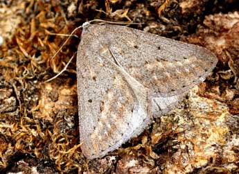 Chemerina caliginearia Rbr adulte - �Daniel Morel